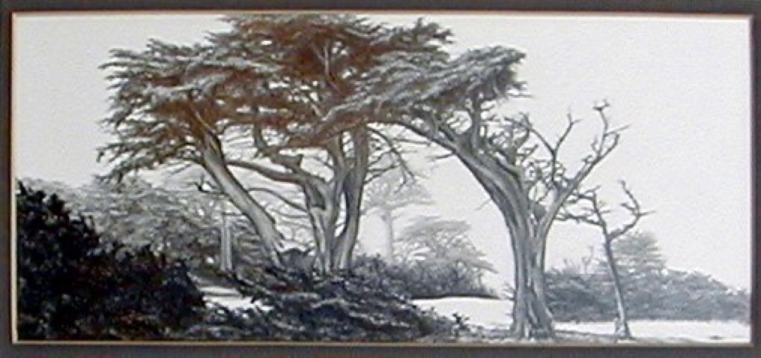 Carmel Tree